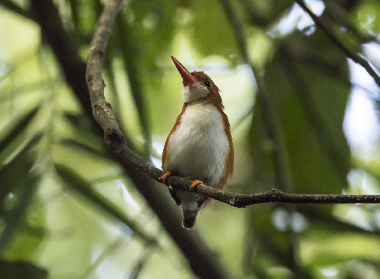 image Madagascar Pygmy-Kingfisher